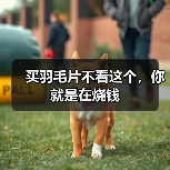 买羽毛片不看这个,你就是在烧钱(图3) 买羽毛片不看这个,你就是在烧钱(图3)