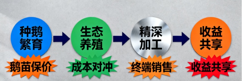 欣悦生态：锚定鹅苗价格锚点 筑牢产业稳收根基