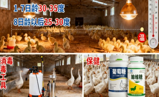 从“鹅”起步，开启致富新征程