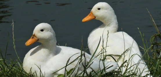 今日鹅价是多少？及时获取最新市场行情数据