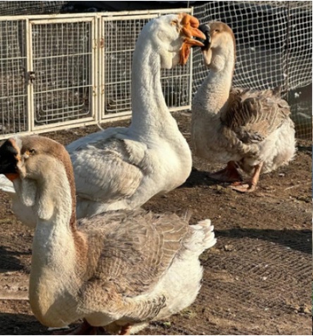 公司生态养殖基地狮头鹅批量上市 特色品种受市场热捧