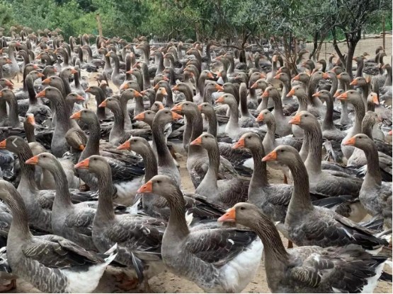 纯种朗德鹅 & 优质鹅苗