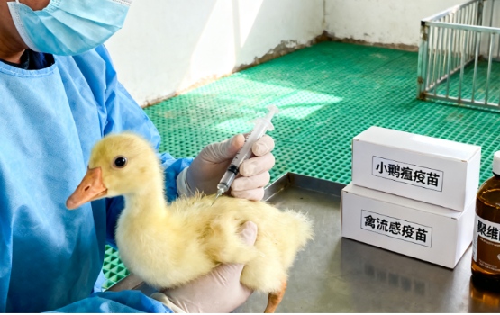 鹅养殖成功之路｜避开常见误区的3个实用建议