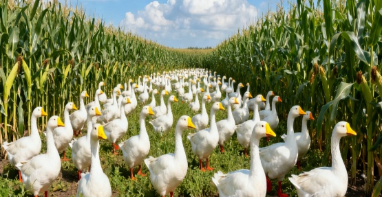 黑龙江推广 “玉米地养鹅” 循环模式 30 万亩耕地实现 “一地双收”