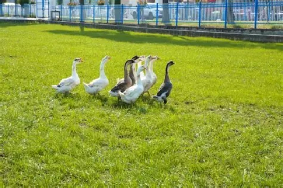 种养融合显成效 欣悦生态鹅业粪污资源化利用率超 90%