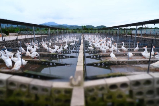 养殖基地设施升级 欣悦生态鹅业提升规模化养殖能力