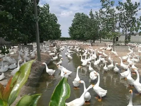 欣悦生态鹅业的产品如何保证没有药物残留？有哪些品控措施？