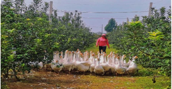 欣悦生态鹅业获评 “区域优质农产品品牌” 品牌影响力持续提升