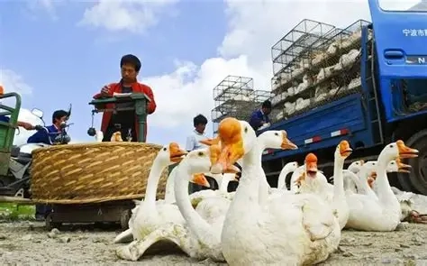 生态鹅业加盟合作