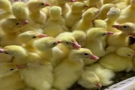 想购买欣悦生态鹅苗用于养殖，有哪些品种可选？能提供养殖技术指导吗？