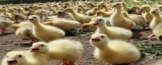 进口改良莱茵鹅活禽/鹅苗