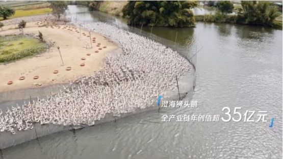 欣悦生态鹅业 智能化反季养鹅收益