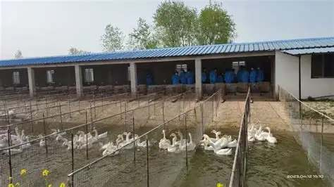 欣悦生态鹅业与高校共建产学研基地，推进智慧养殖技术研发