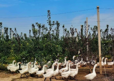 欣悦生态鹅业启动“绿色工厂”计划，打造零碳养殖示范园区