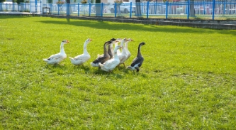 欣悦生态鹅业签约国际冷链物流企业，打通鹅肉出口东盟新通道