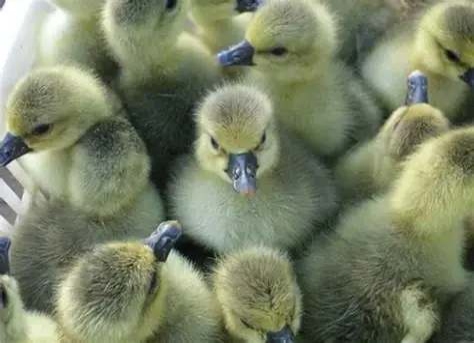 欣悦生态鹅业推出“家庭鹅苗领养计划”，创新消费端互动体验