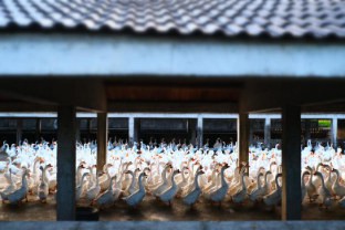 欣悦生态鹅业联合中国农业科学院研发抗病鹅苗新品种，助力种业振兴 