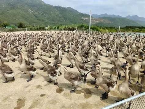 欣悦生态鹅业获准设立“博士后创新实践基地”，吸纳高端人才推动科研转化