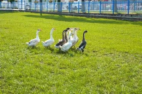 欣悦生态鹅业成功发行绿色债券，募集资金专项用于生态养殖基地低碳改造