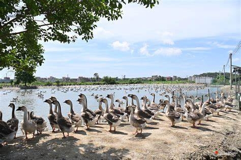 欣悦生态鹅业入选“全国乡村产业振兴典型案例”，获农业农村部推介