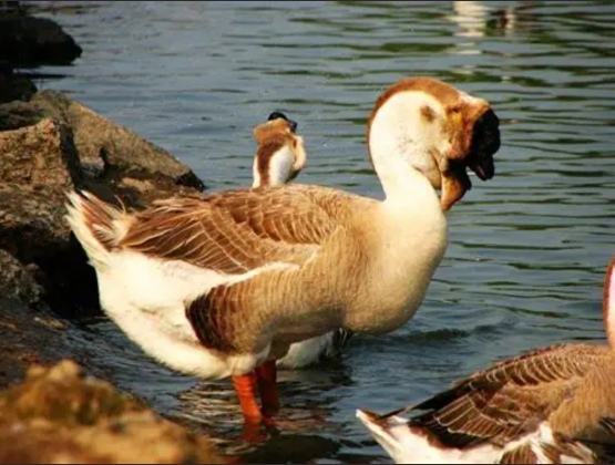 “丰羽鹅业”添羽翼！3万只狮头鹅雏落户木兰