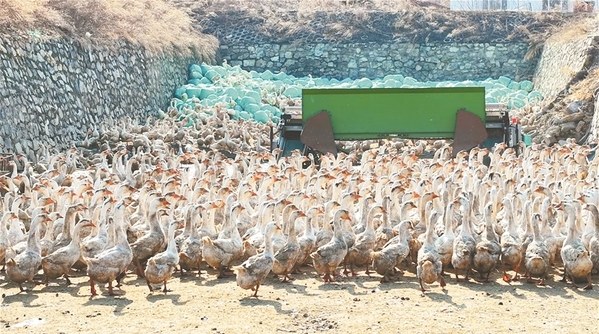 黑龙江：《鹅十条》政策给力 鹅产业势头强劲