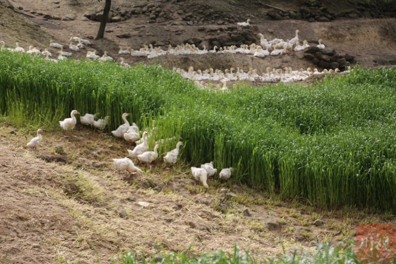 荣昌卤鹅走红网络，泸县大鹅如何分一杯羹？
