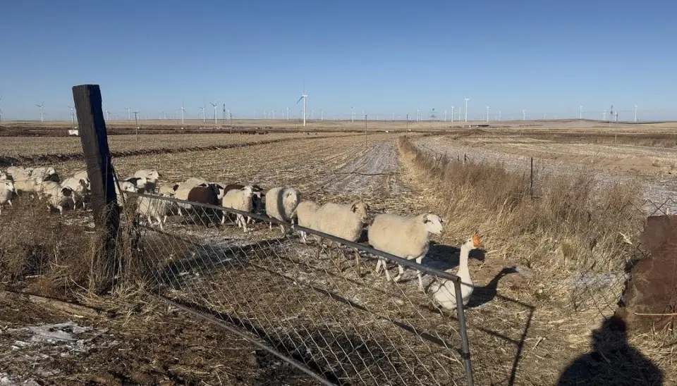 家有“牧羊鹅” ！每天早上7点准时放牧，“管理”100多只羊