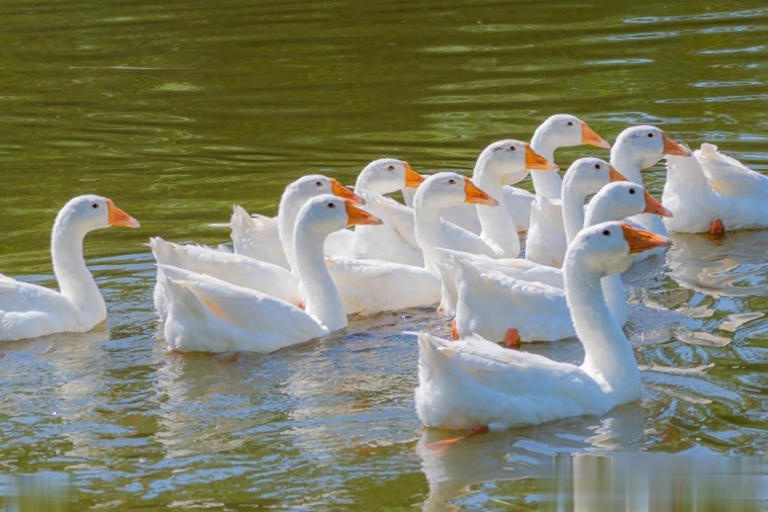 农村养1000只鹅能赚多少? 深度解析成本、利润与风险