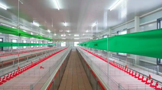 黑龙江齐齐哈尔梅里斯区：大鹅养殖基地即将投产