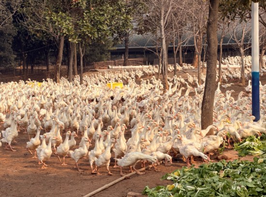 智能大棚赋能 江西南昌莲花白鹅养殖迈向现代化